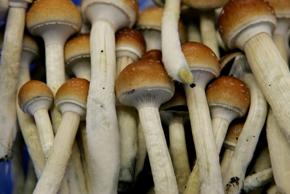 magic mushroom online