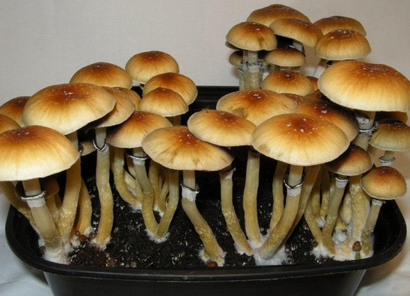 magic mushroom online